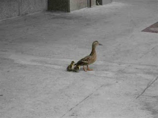 A True Duck Story from Saskatoon
