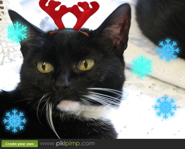 [CATS_960-compiled.jpg]