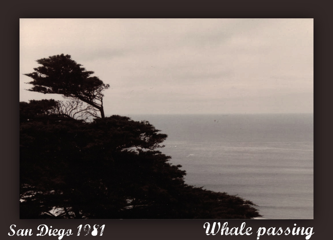 [EBAY+3615a+(Large).jpg]