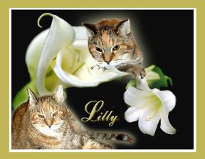 [GetWellLilly-small.jpg]