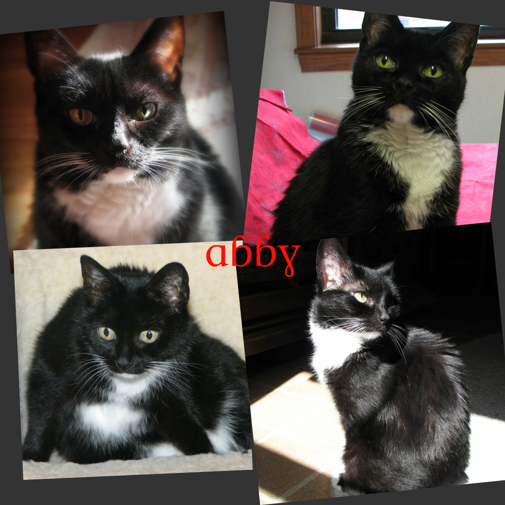 [abby1collage.jpg]