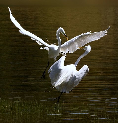 egrets+by+flythebirdpath~)teddy+at+flickr.jpg