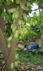 COCOA TREEകൊക്കോ ചെടി (മരം)