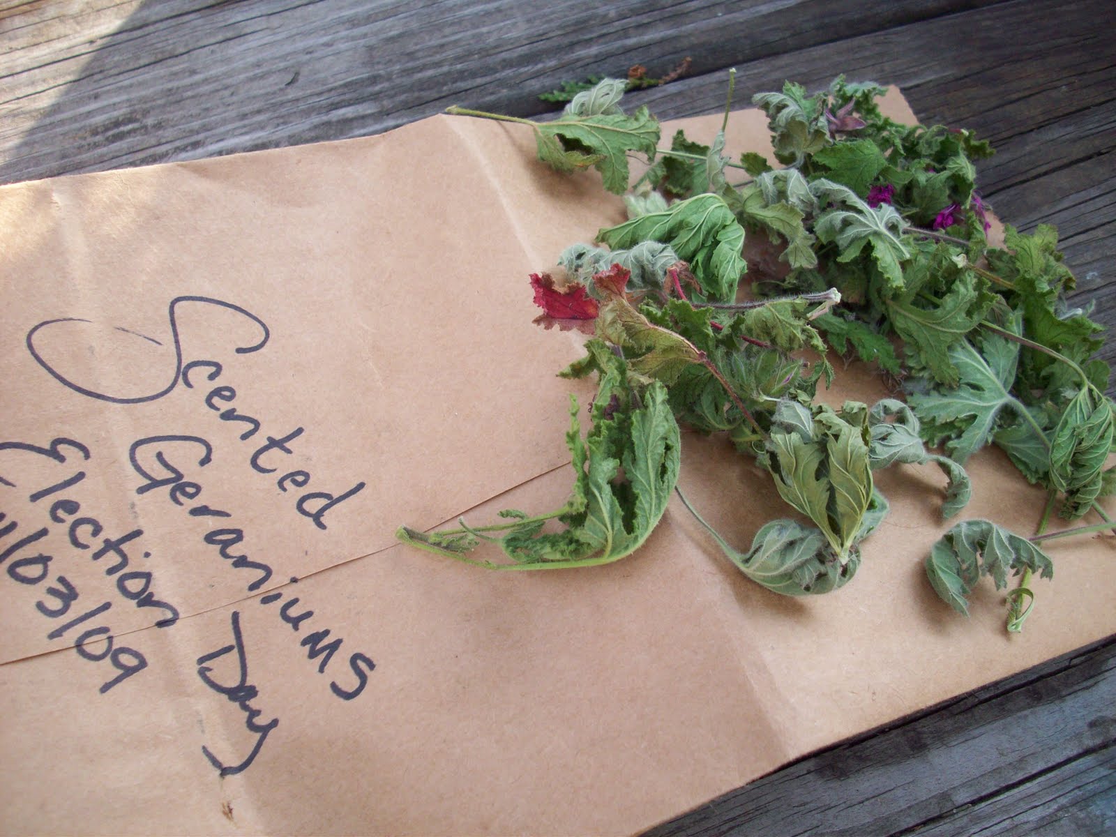 Rosemary's Sampler Refrigerator Drying