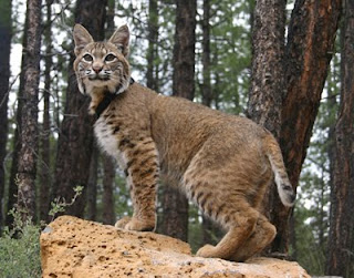 bobcats roof bobcat stinkin yeah decided play games two