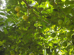 Lemon Tree in August