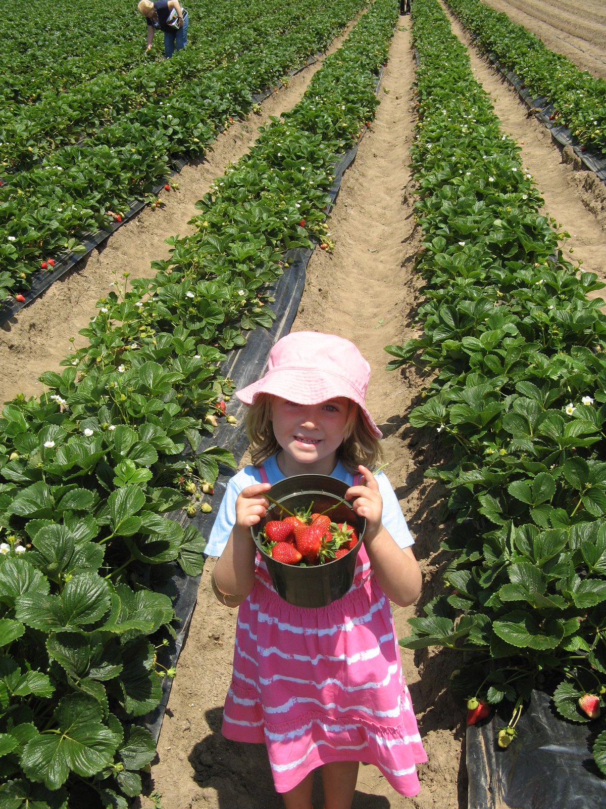 Ava B Strawberries!