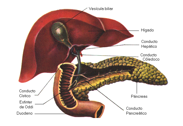 Neoplasie Del Coledoco