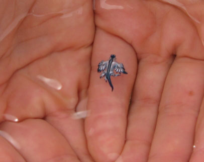 http://2.bp.blogspot.com/_1kdSlVA6INk/TTN9QX_3dpI/AAAAAAAAB6s/-8YePaoPCf8/s1600/Glaucus_Atlanticus_1.jpg