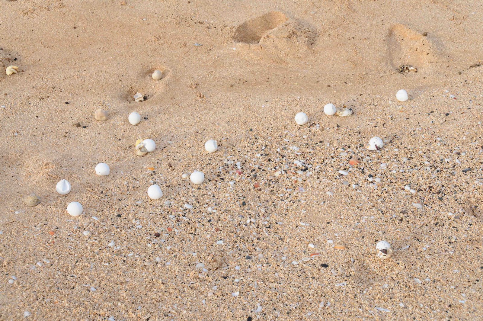 [Turtle+eggs+at+Long+beach+by+Susanne+Åkesson.jpg]