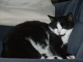 Kater Jackys Blog : Dezember 2010