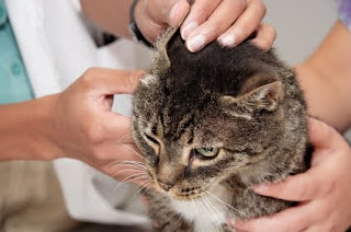 Kucing Steril Umur Berapa - Pada usia berapa kucing bisa disterilkan? 1