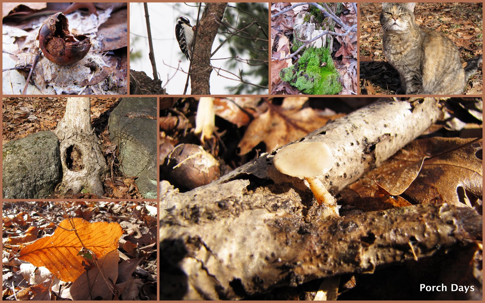 [Woods+collage.jpg]