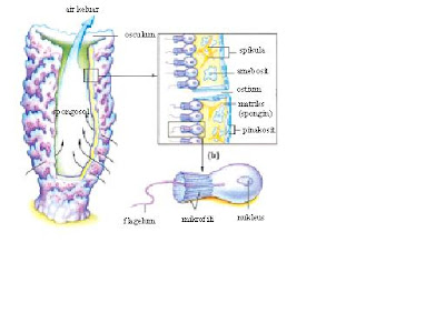 58 Gambar Struktur Tubuh Hewan Porifera HD Terbaru