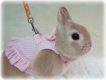 bunny.jpg