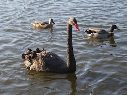 Black Swan