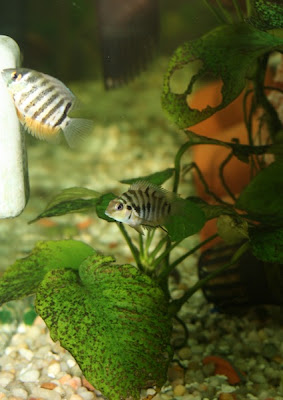 Joe s Adventures 75G New World Cichlid tank