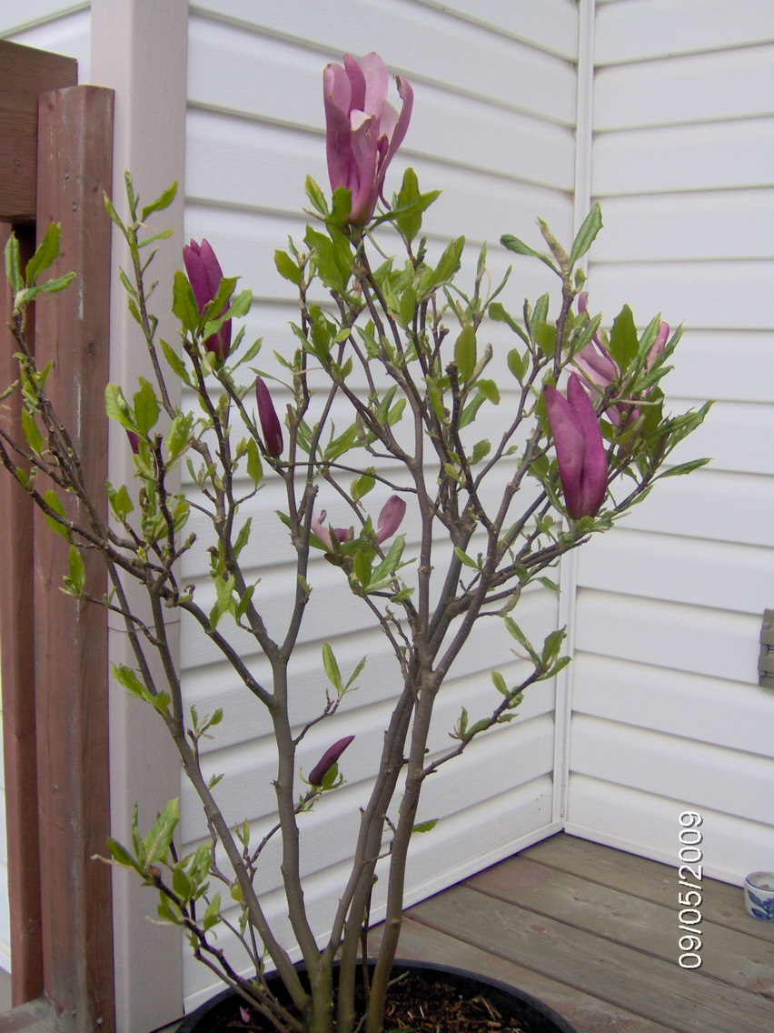Flori De Apartament Decorative Prin Flori Magnolia Ro