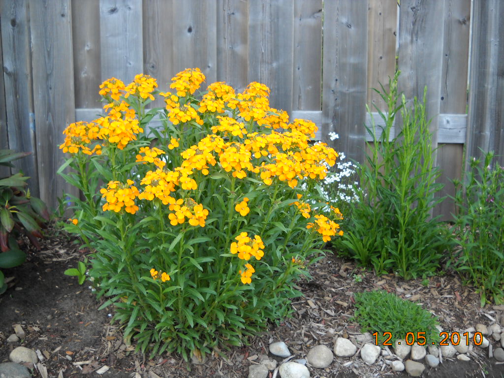 Pubblick Plante Participante La Plant Novelties Competition 2013