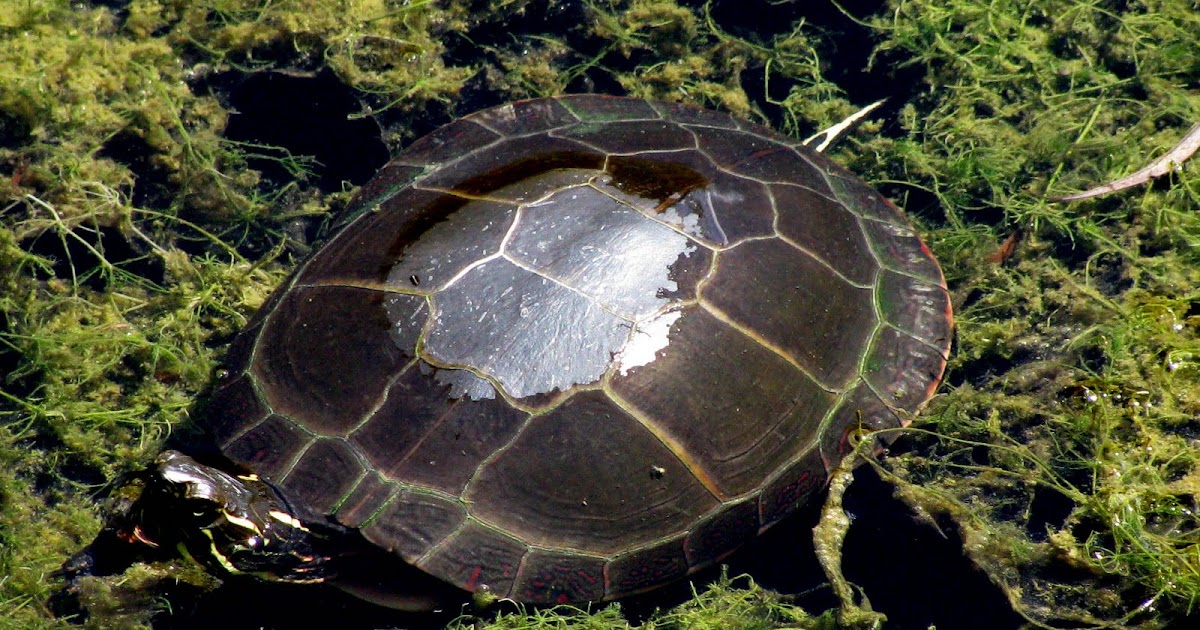 AUJOURD'HUI TORTUES D'EAU DOUCE