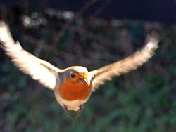 robin flying feel way tree oak missing