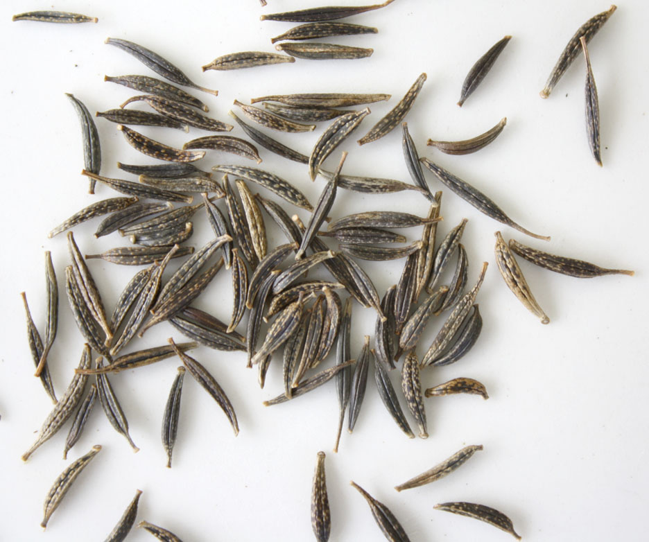 oklahoma tinctoria Seed to Skein 2010 Dye Garden Project, Oklahoma