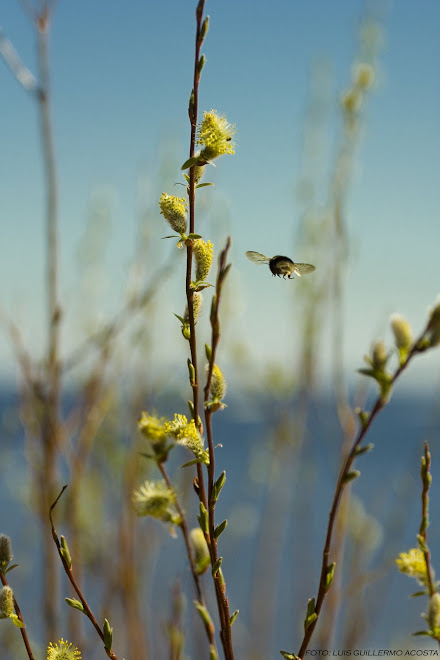 Bee