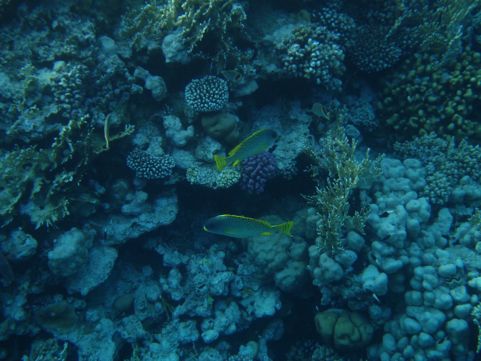 Simgesel Şeyler ) Sharm el Sheikh ve Kahire