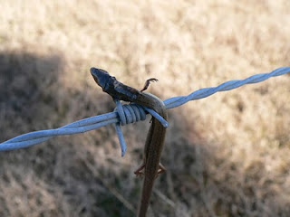 naturalist journals amateur ghastly perform act why they so