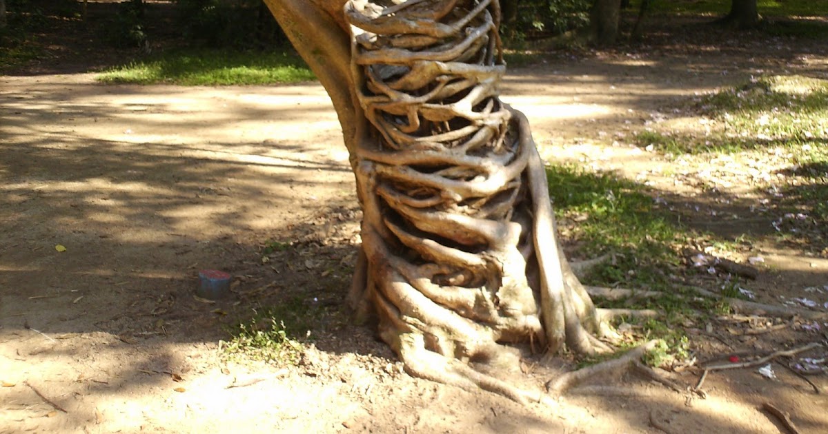 NATUREZA E PAZ: ÁRVORES NATIVAS DO RIO GRANDE DO SUL