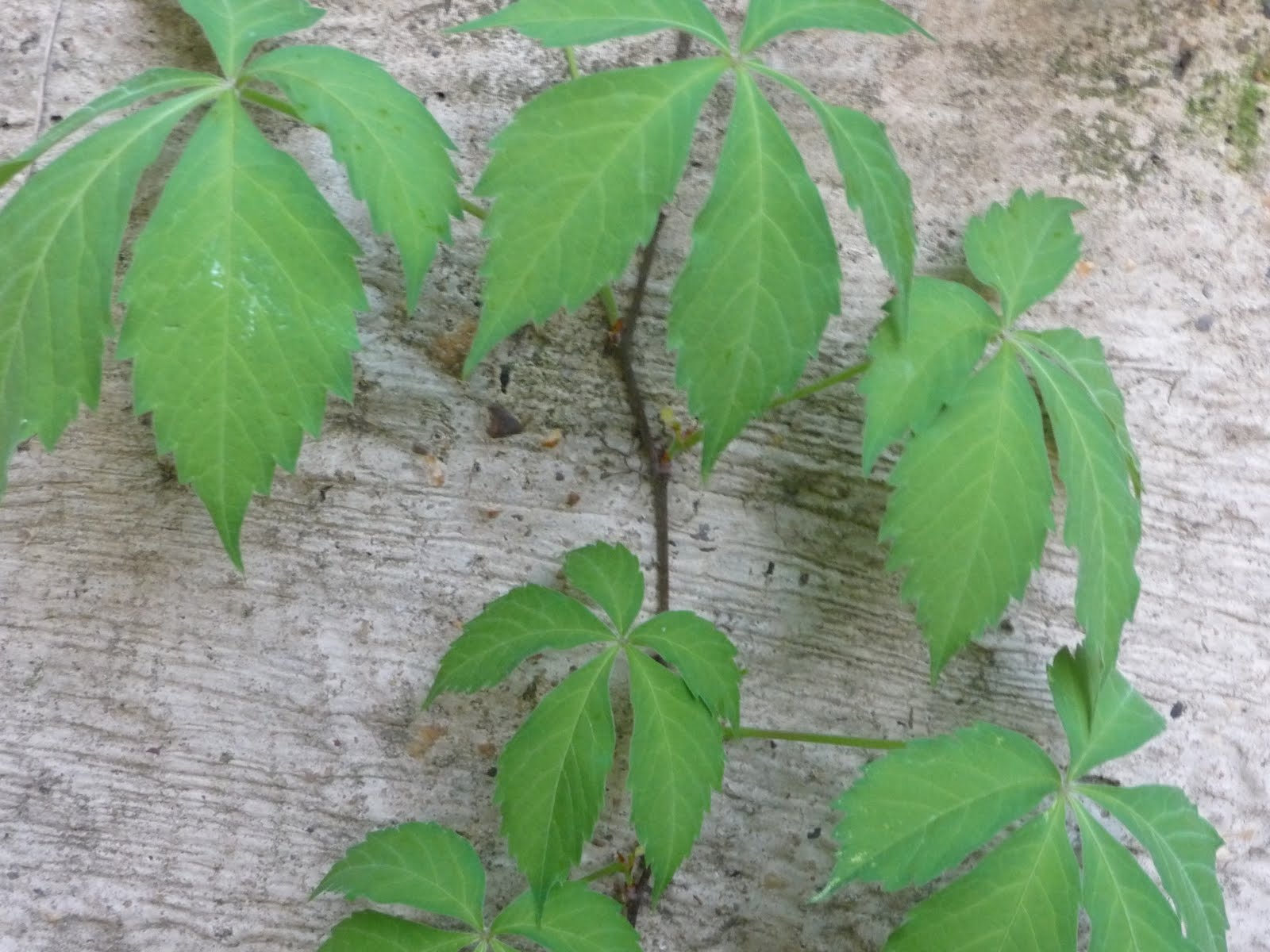 In my yard April 2010