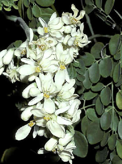 moringa para curar prostata