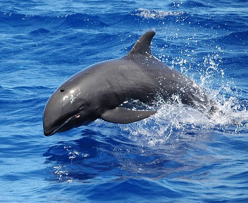 A Family Standing Up For What They Believe In The Dolphins Of Taiji a-family-standing-up-for-what-they-believe-in-the-dolphins-of-taiji