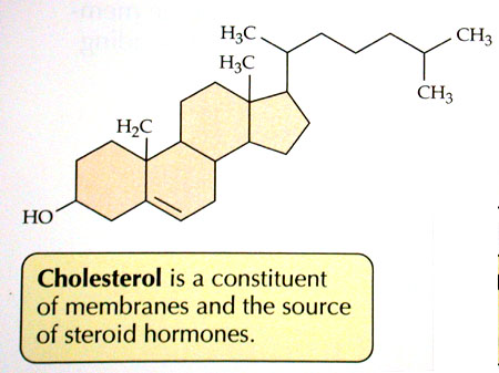 Steroid lipid examples