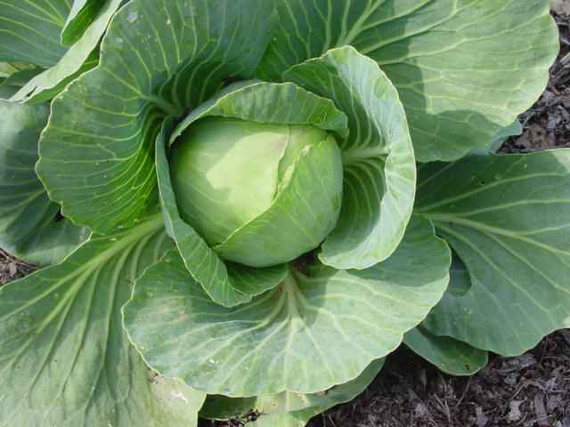 Biology 10: Topic 6d: Vascular Plants: Flowering - Angiosperms