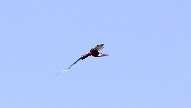 [quetzal-in-flight.jpg]
