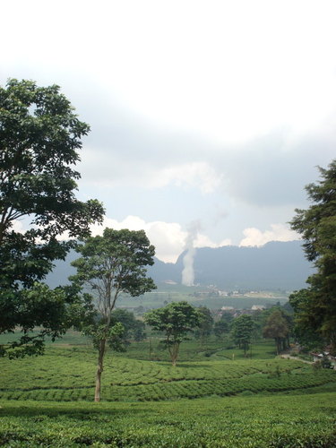 Kertamanah tea plantation
