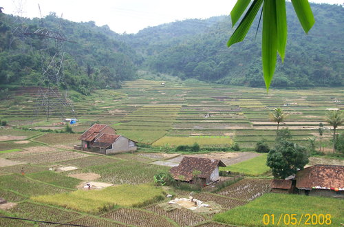 Soreang ricefield