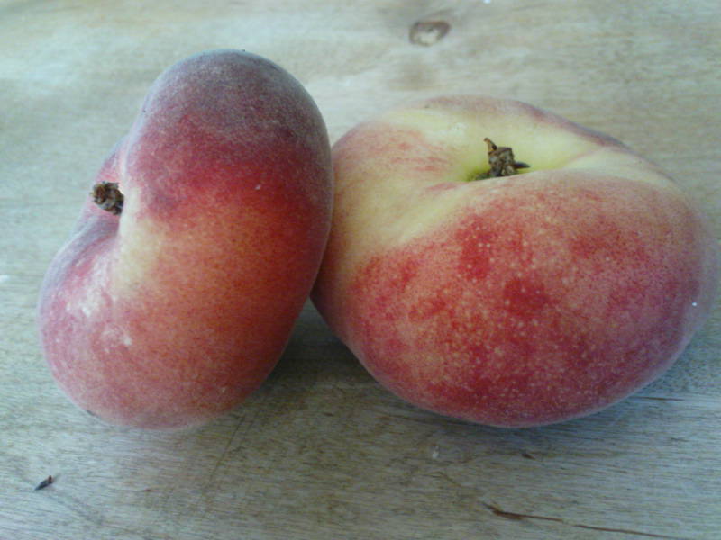 [image-upload-79-705624.jpg]