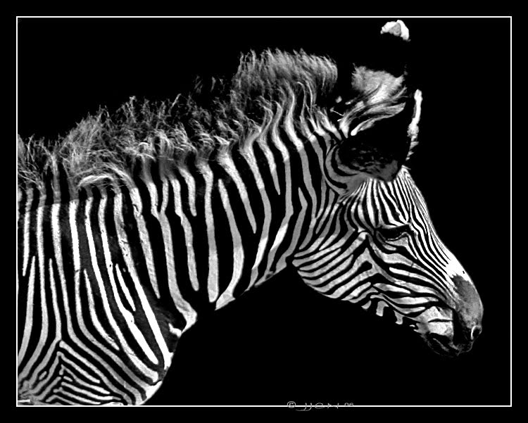 Cabete Artes Imagens Animais em Preto e Branco Cabete Artes Imagens Animais em Preto e Branco