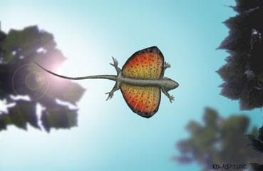 DRACO (DRACO VOLANS) DRACO (DRACO VOLANS)