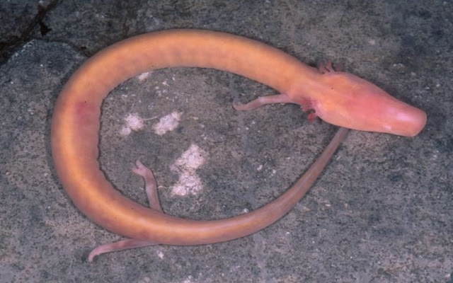 OLM (PROTEUS ANGUINUS) Q OLM (PROTEUS ANGUINUS) FG
