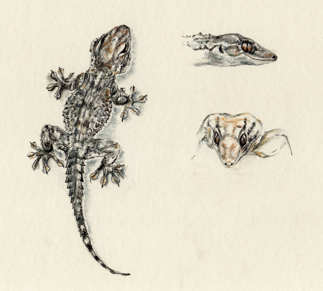 Sketching in Nature Common house geckos