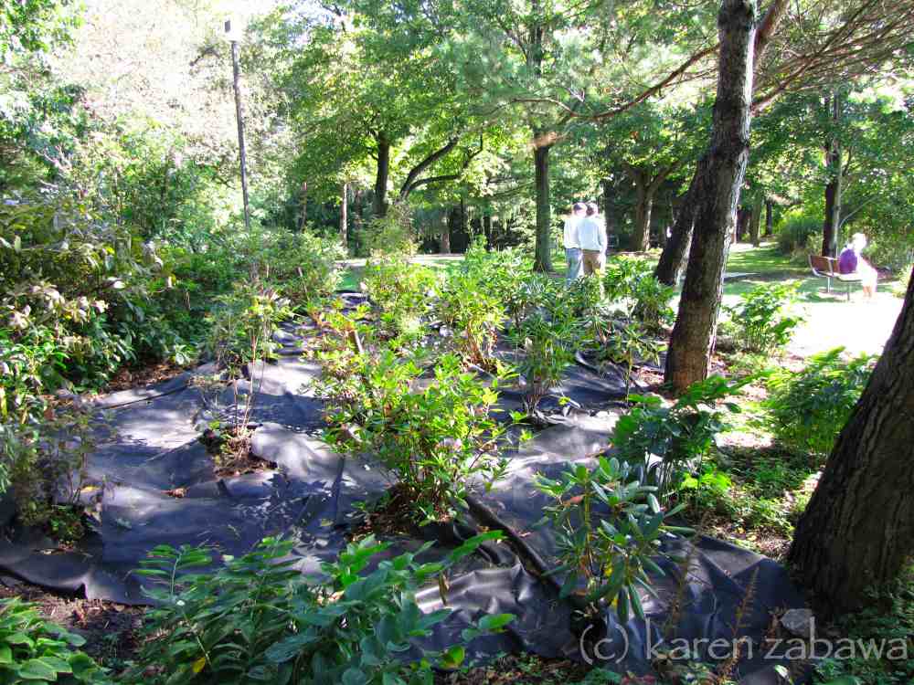 Brueckner Rhododendron Gardens Pine Needle Mulch, Compost