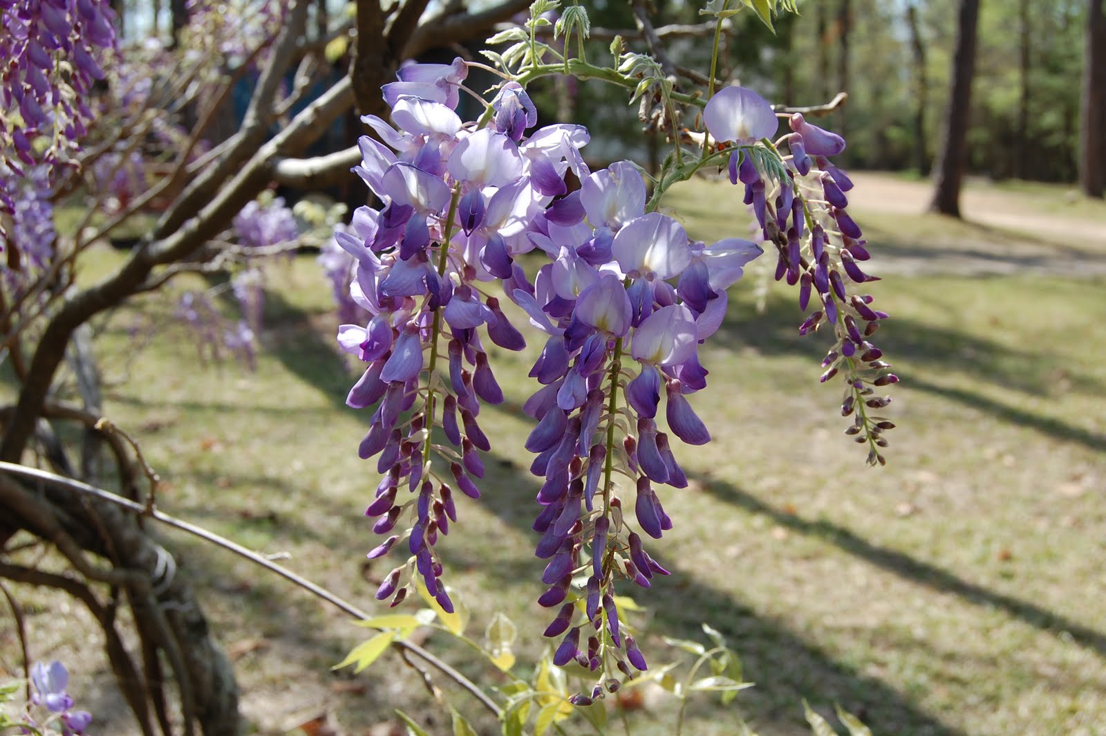 Brenda's "Texas Wild" Garden Wild Purple Wisteria