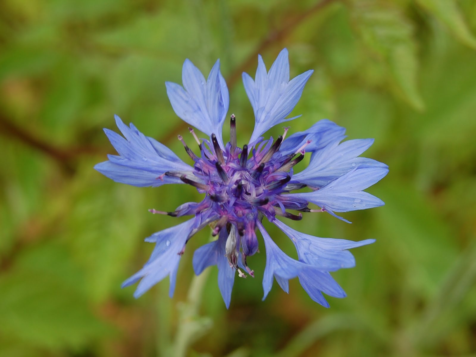 Brenda's "Texas Wild" Garden Cornflower