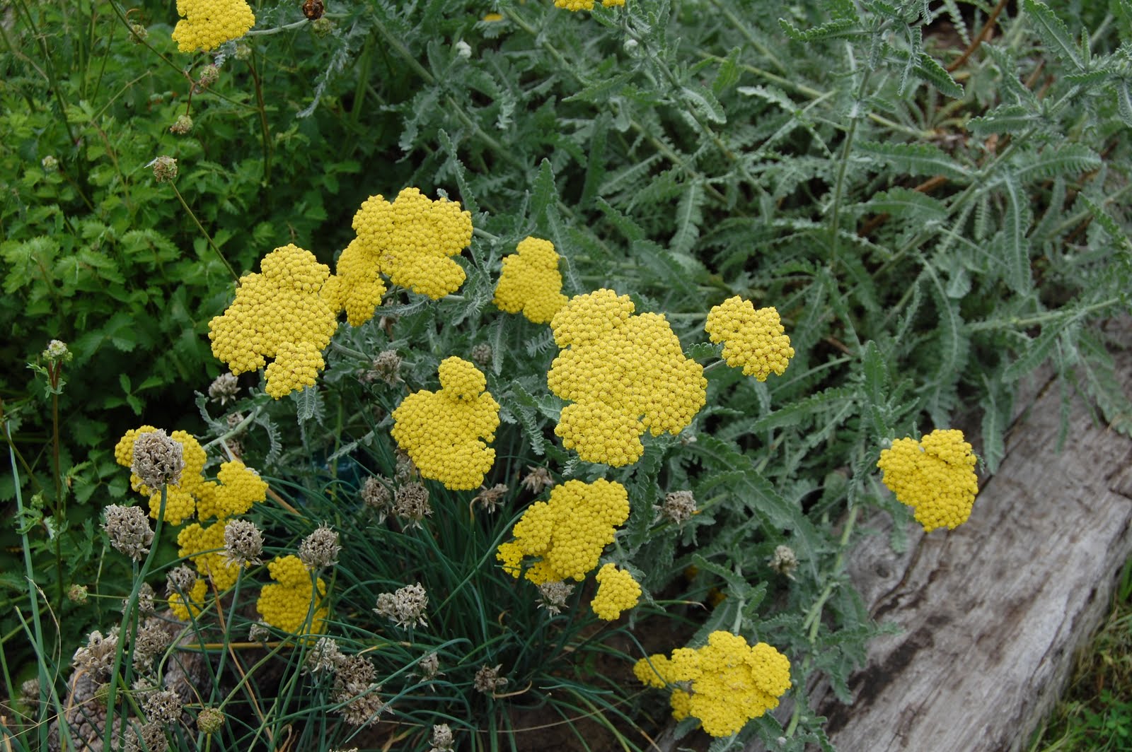 Brenda's "Texas Wild" Garden Yellow Yarrow
