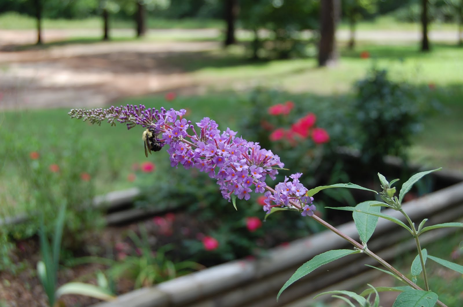 Brenda's "Texas Wild" Garden The Joys of a Butterfly Garden