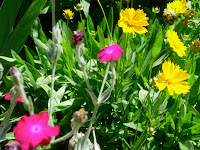 Rose Campion and Coreopsis