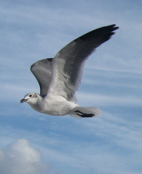 Positive Thinkers Journal: Jonathan Livingston Seagull - Summary and Quotes